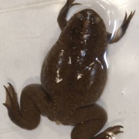 Western Clawed Frog